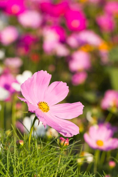 핑크 코스모스 꽃 가까이 — 스톡 사진