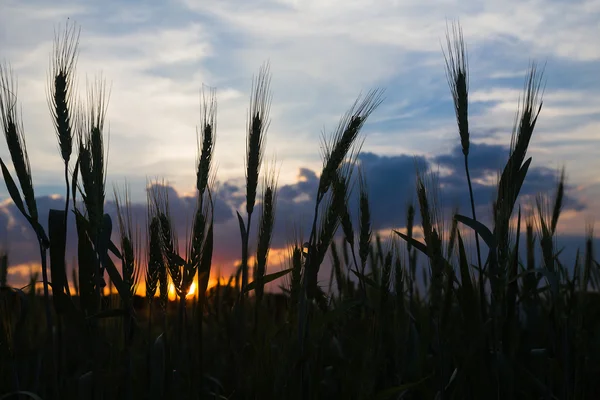 Campo de trigo no campo agente por do sol — Fotografia de Stock