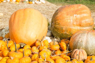 Kabak Hasat çiftlik