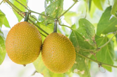 Bahar acı Cucmber veya Gac meyve