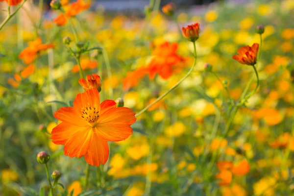 Közelről narancs cosmos virág — Stock Fotó
