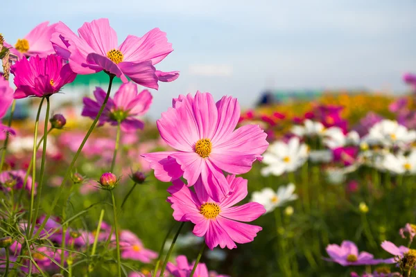 핑크 코스모스 꽃 정원에서 — 스톡 사진