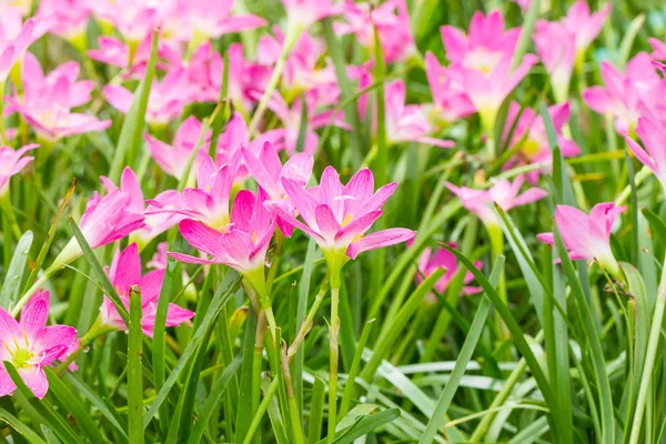 Fairy Lily  flower in garden Stock Image