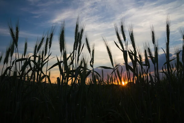 Kırsal Ajan günbatımı buğday alanında — Stok fotoğraf