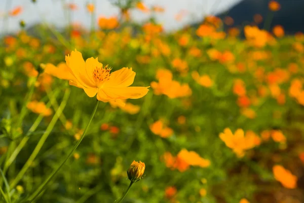 Narancssárga cosmos virág mező — Stock Fotó
