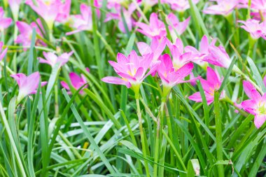 Yağmur lily çiçek bahçesinde