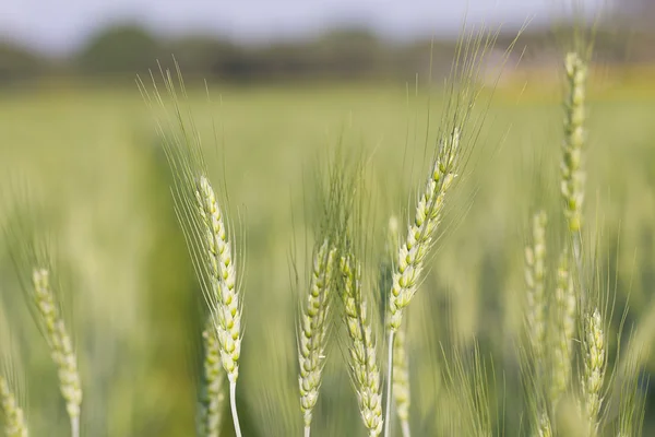 フィールドで成長して緑の大麦 — ストック写真