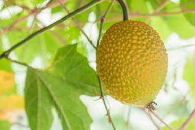 Bahar acı Cucmber veya Gac meyve