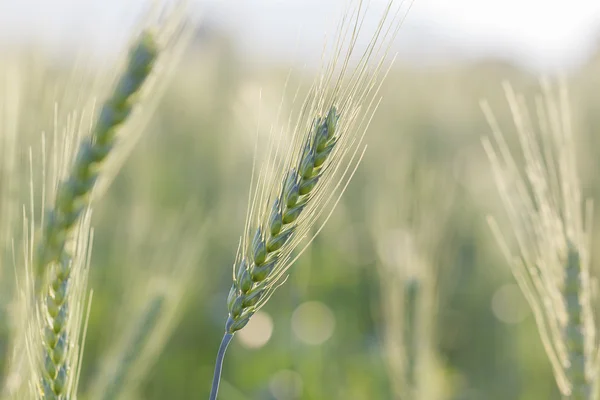 Grüne Gerste wächst auf einem Feld — Stockfoto