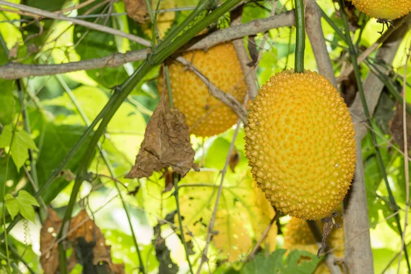 Pepino amargo da mola ou fruta de Gac — Fotografia de Stock