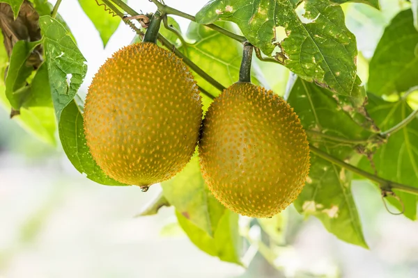 Våren Bitter Cucmber eller Gac frukt — Stockfoto