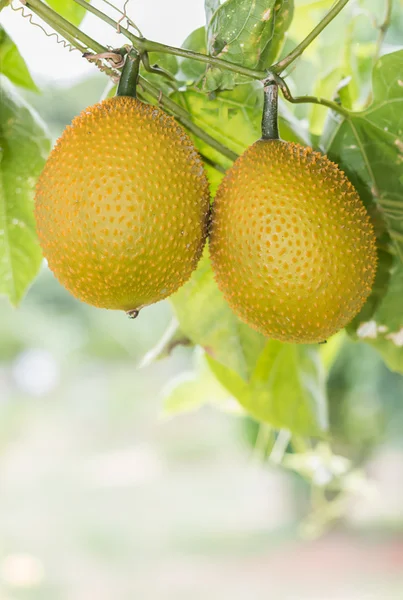 Primavera Cucmber Amargo o Gac fruta —  Fotos de Stock