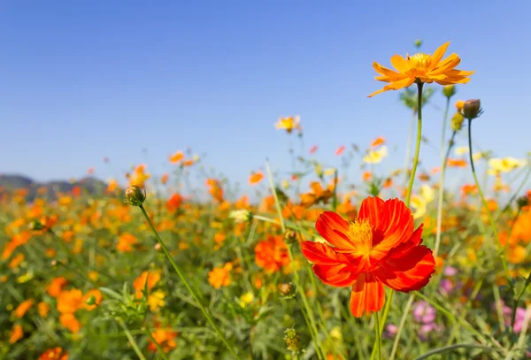 Vértes narancs cosmos virágok vagy kén cosmos — Stock Fotó