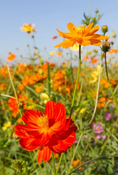 Vértes narancs cosmos virágok vagy kén cosmos — Stock Fotó