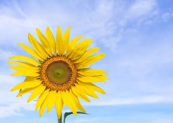 Nahaufnahme Sonnenblume und blauer Himmel — Stockfoto