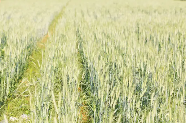 Grüne Gerste wächst auf einem Feld — Stockfoto