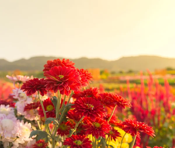 Piros gerbera vagy krizantém virág, kert — Stock Fotó
