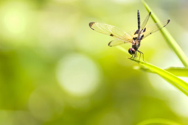 La libellule assise sur la feuille verte — Photo