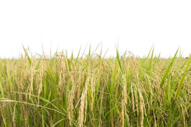 Pirinç tarlalarını kapatın.