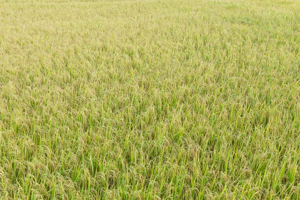 Nahaufnahme von oben Reisfelder — Stockfoto