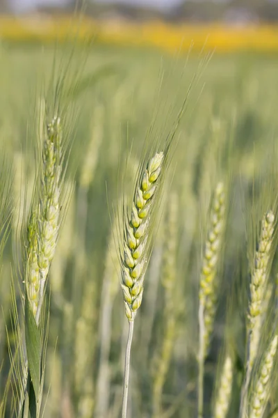 Grüne Gerste wächst auf einem Feld — Stockfoto