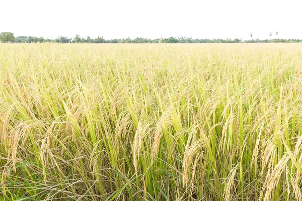Fechar campos de arroz — Fotografia de Stock