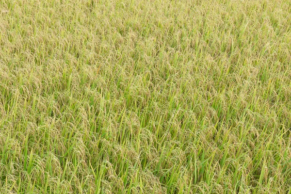 Fermer vue sur les rizières — Photo