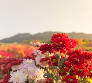 Kırmızı gerbera veya kasımpatı çiçekleri Bahçe