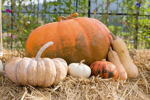 Pompoen oogstseizoen op de boerderij — Stockfoto