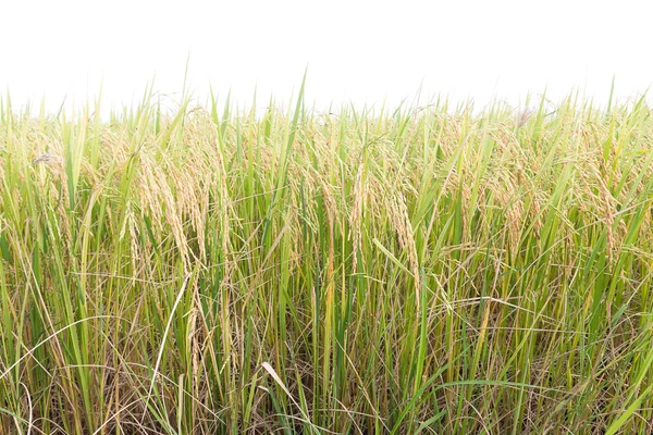 Champs de riz sous les tropiques sur blanc — Photo