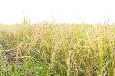 Pirinç tarlalarını kapatın.