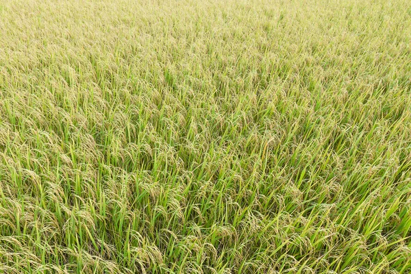 Zblízka pohled shora rýžových polí — Stock fotografie