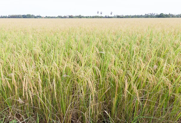 Рисовые поля Таиланда — стоковое фото