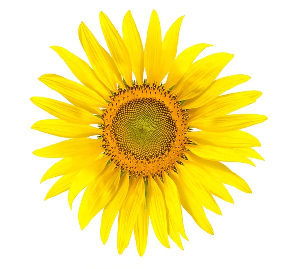 Gelbe Sonnenblume isoliert auf Schreibhintergrund — Stockfoto