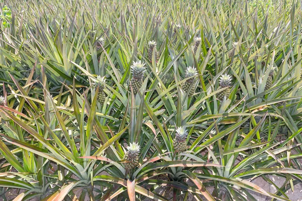 Plantación de piña bebé — Foto de Stock