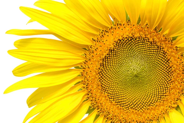 Nahaufnahme gelbe Sonnenblume isoliert auf Schreibhintergrund — Stockfoto