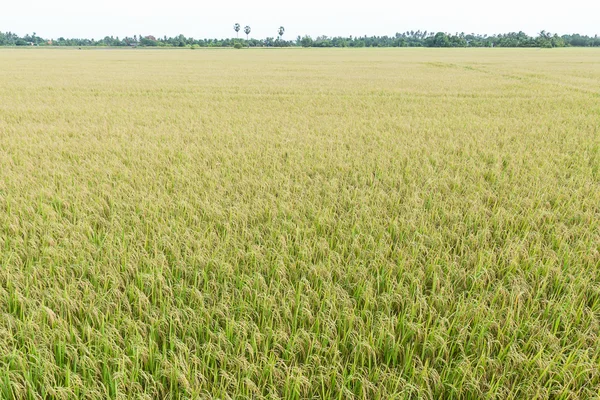 Campos de arroz na Tailândia — Fotografia de Stock