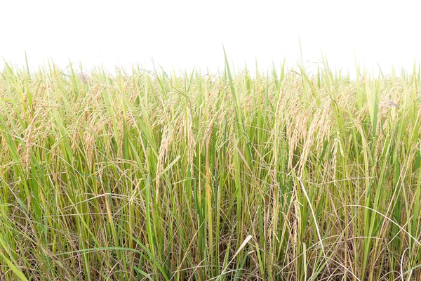 Pól ryżowych w tropikach na biały — Zdjęcie stockowe