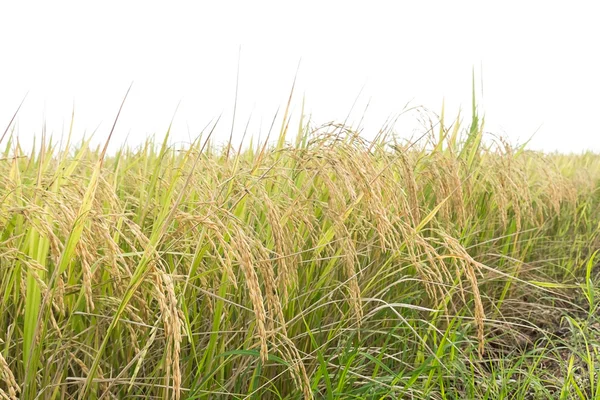 Закрыть рисовые поля — стоковое фото