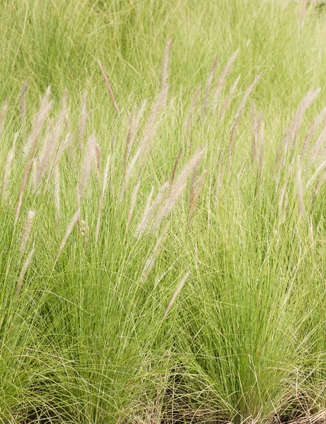 Imperata cilinddrica Beauv di Piuma d'erba in giardino — Foto Stock