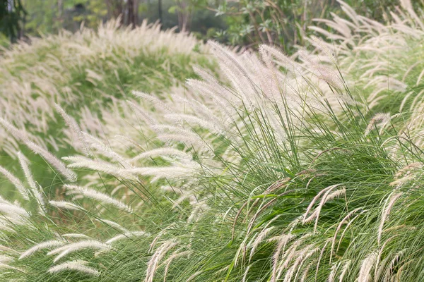 Imperata cylindrica Beauv av fjäder gräs i trädgården — Stockfoto