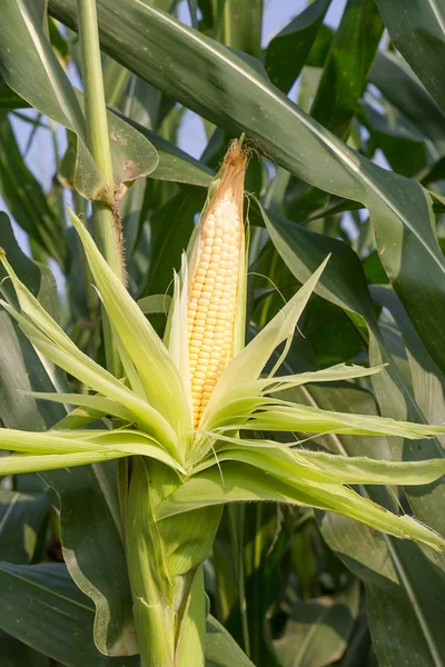 Close up corn on the stalk — Stock Photo, Image