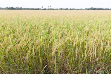 Tayland 'daki pirinç tarlaları