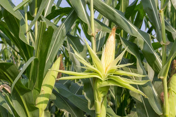 Close up corn on the stalk — Stock Photo, Image