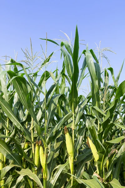 Крупним планом Кукурудза на стеблі — стокове фото