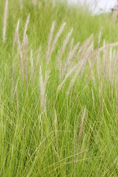 Imperata cilinddrica Beauv di Piuma d'erba in natura — Foto Stock