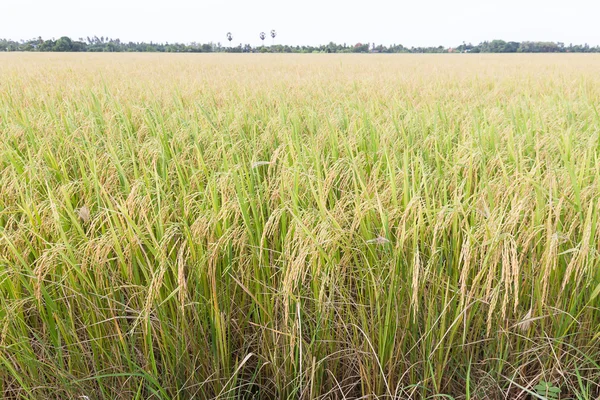 Rijstvelden in Thailand — Stockfoto