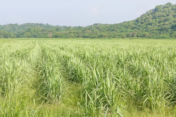 Cana de açúcar campo de crescimento precoce — Fotografia de Stock