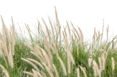 Imperata cylindrica Beauv beyaz