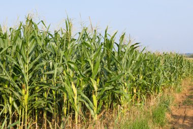Alan mısır hasat için hazır